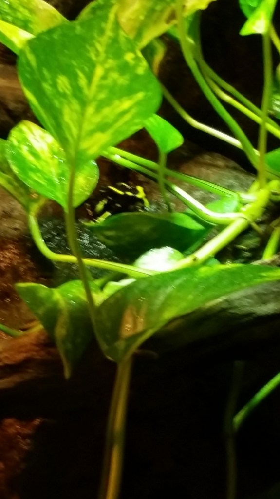 Poison Dart Frog