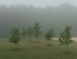 Misty morning trees